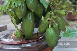 Hàng loạt lợi ích bất ngờ của đu đủ