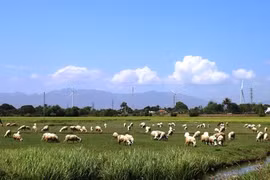 Tây Nguyên - Nam Trung bộ ứng phó nguy cơ sa mạc hóa - Bài 3: Sống chung với sa mạc hóa