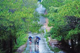 Thông xanh Phố núi