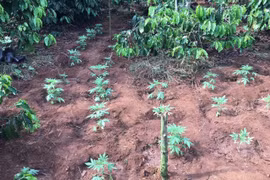 Đắk Lắk: Lại phát hiện vụ trồng cần sa trái phép... để "cho gà ăn"