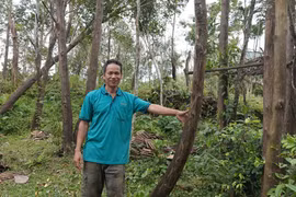 Vỡ mộng dó bầu