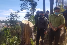 Bồi thường tài nguyên rừng tại Lâm Đồng - không dễ!