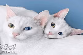 Cặp mèo song sinh hai màu mắt gây sốt trên mạng xã hội
