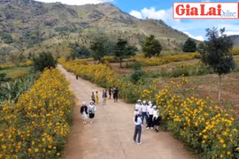 Sức lan tỏa từ Tuần lễ Hoa dã quỳ-núi lửa Chư Đang Ya