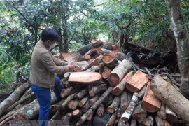 Phú Yên: Khởi tố lãnh đạo, nhân viên Ban Quản lý rừng phòng hộ Sơn Hòa