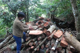 Phú Yên: Khởi tố lãnh đạo, nhân viên Ban Quản lý rừng phòng hộ Sơn Hòa