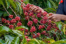 Xây dựng thương hiệu cà phê Đắk Nông từ việc thu hoạch chọn lọc