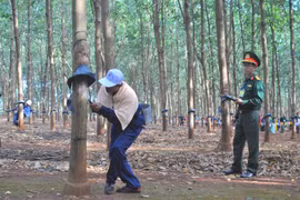 Công ty 715 thi thợ giỏi khai thác mủ cao su