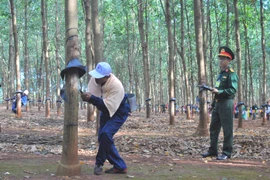 Công ty 715 thi thợ giỏi khai thác mủ cao su