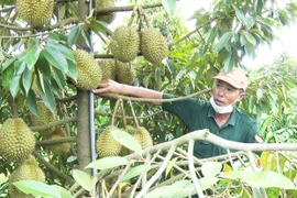 Đức Cơ đẩy mạnh liên kết phát triển nông nghiệp