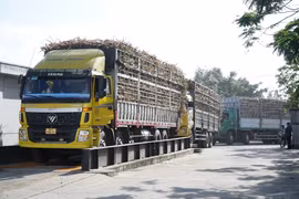 Nhà máy Đường An Khê triển khai sản xuất niên vụ mía 2022-2023