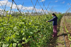 Nông dân Chư Sê chọn hướng sản xuất sạch