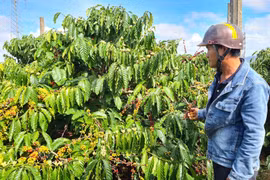 Triển vọng canh tác cà phê đa thân không hãm ngọn