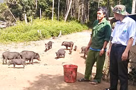 Ấm no nhờ những mô hình kinh tế hiệu quả