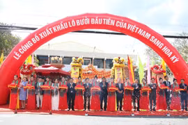 100 tấn bưởi Việt Nam lần đầu "xuất ngoại" sang thị trường Mỹ