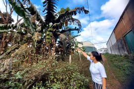 Khốn khổ vì khói bụi từ cơ sở xay xát cà phê