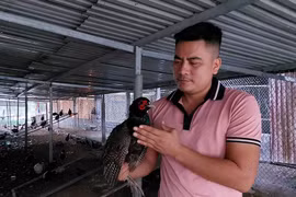 Cử nhân luật khởi nghiệp nuôi chim trĩ có doanh thu hàng trăm triệu đồng/năm