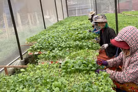 Ia Pa chuyển đổi cơ cấu cây trồng mang lại hiệu quả cao