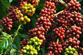 Giá cà phê trong nước giảm 400 đồng/kg