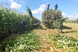 Các mô hình, dự án khuyến nông: Đòn bẩy để tái cơ cấu ngành nông nghiệp