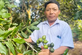 Nông dân Hải Yang thu nhập cao từ xen canh cây mắc ca