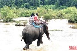 Đắk Lắk chuyển đổi mô hình du lịch cưỡi voi sang mô hình du lịch thân thiện với voi