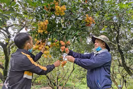 Chôm chôm Ia Grai được cấp chứng nhận nhãn hiệu