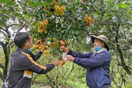 Chôm chôm Ia Grai được cấp chứng nhận nhãn hiệu