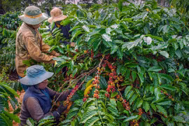 Bảo vệ người lao động thời vụ thu hái cà phê ở Đắk Nông