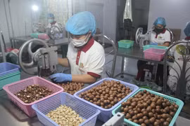 Đắk Lắk xuất khẩu chính ngạch lô hạt mắc ca đầu tiên sang Nhật Bản