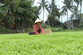 Phụ nữ phường An Phú thu nhập ổn định nhờ trồng rau an toàn
