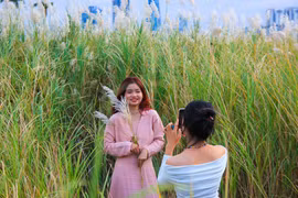 Hoa cỏ lau ven sông Hàn bung nở sau những ngày mưa lũ