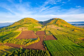 'Ruộng bậc thang' hoa dã quỳ nhuộm vàng núi lửa R'Chai