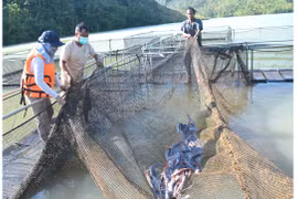 Khởi sắc Ia Kreng