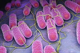 Vi khuẩn salmonella nguy hiểm thế nào?