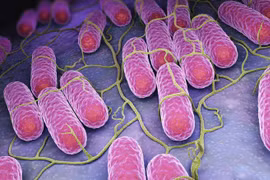 Vi khuẩn salmonella nguy hiểm thế nào?