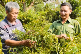 Gia Lai nâng cao chất lượng đội ngũ quản lý hợp tác xã