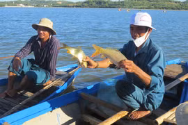 Mưu sinh trên đầm An Khê: Vũ điệu cuộc sống