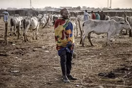 Tranh chấp nguồn thức ăn gia súc, 18 người Nigeria thiệt mạng