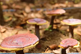 Tìm vàng dưới tán rừng