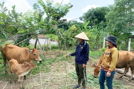 Hội Nông dân xã Ia Hiao: Điểm sáng phong trào nông dân sản xuất kinh doanh giỏi