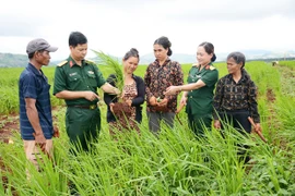 Binh đoàn 15 phát huy hiệu quả các mô hình giúp dân xóa đói, giảm nghèo