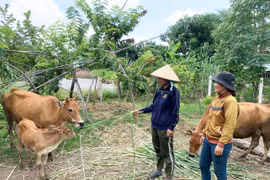 Hội Nông dân xã Ia Hiao: Điểm sáng phong trào nông dân sản xuất kinh doanh giỏi