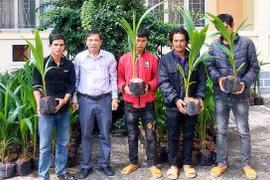 50 nông dân huyện Đak Pơ tập huấn kỹ thuật trồng, chăm sóc cây dừa xiêm lùn