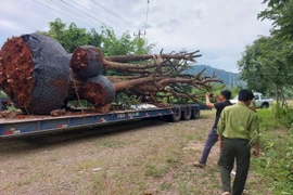 Xử phạt 47 triệu đồng đối với xe chở 5 cây cổ thụ quá khổ