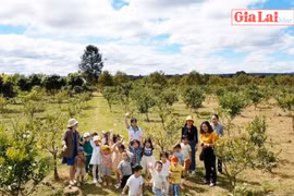 Trải nghiệm du lịch canh nông tại Gia Lai