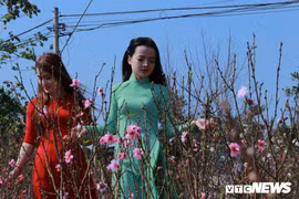 Thiếu nữ Tây Nguyên khoe sắc bên vườn đào Nhật Tân