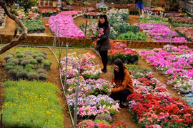 Sắc màu của Xuân