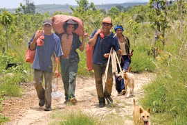 Những chú chó ở Kon Sơ Lăl