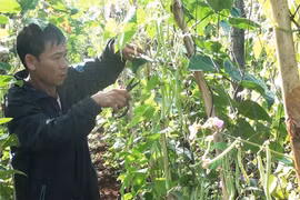 Nông dân trồng rau sạch hữu cơ mang lại hiệu quả kinh tế